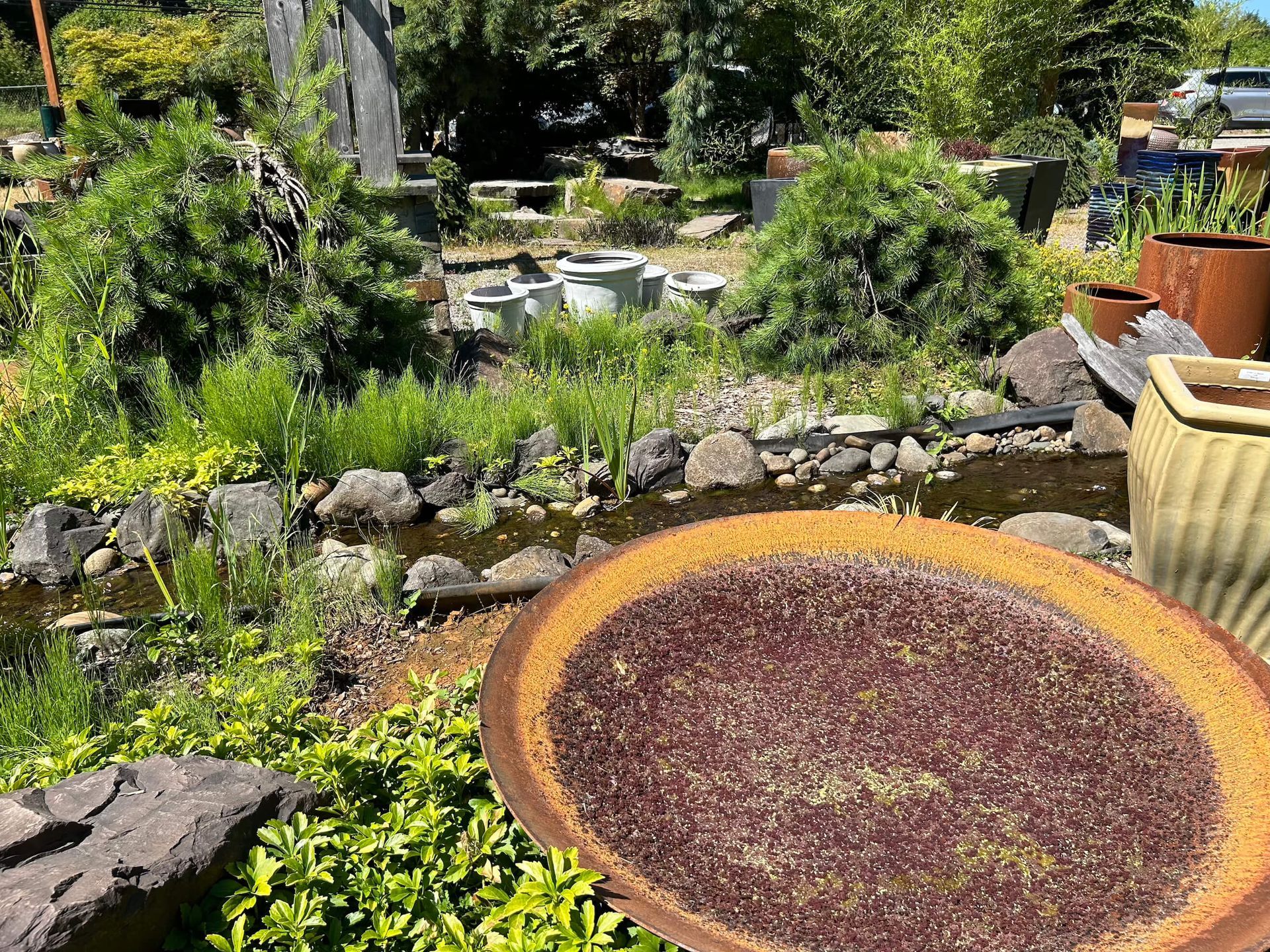 A plate of food is sitting in front of a pond in a garden.