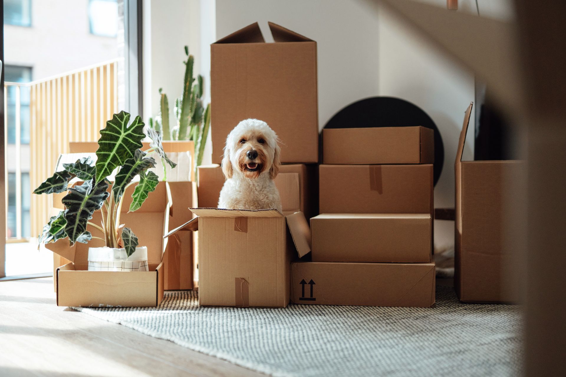 Fluffy dog sitting in an open cardboard box during a home move.
