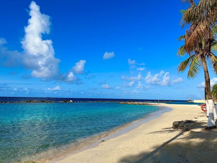 A beach with a palm tree in the foreground and the ocean in the background