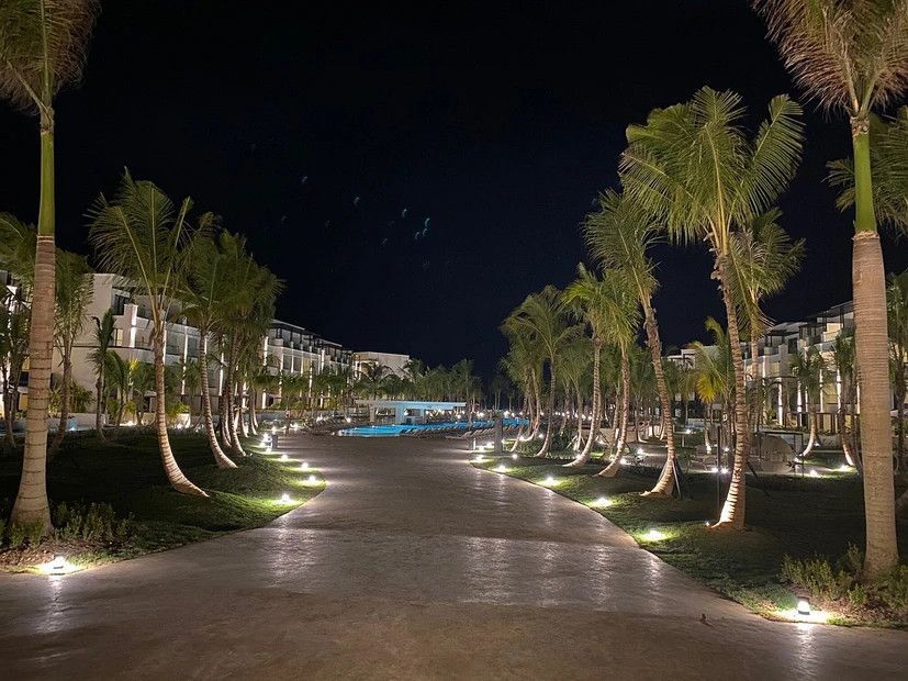 A row of palm trees are lit up at night.