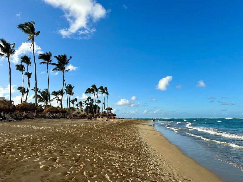 A beach with palm trees and umbrellas on a sunny day
