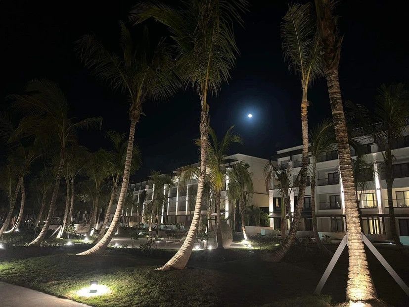 A row of palm trees are lit up at night in front of a building.