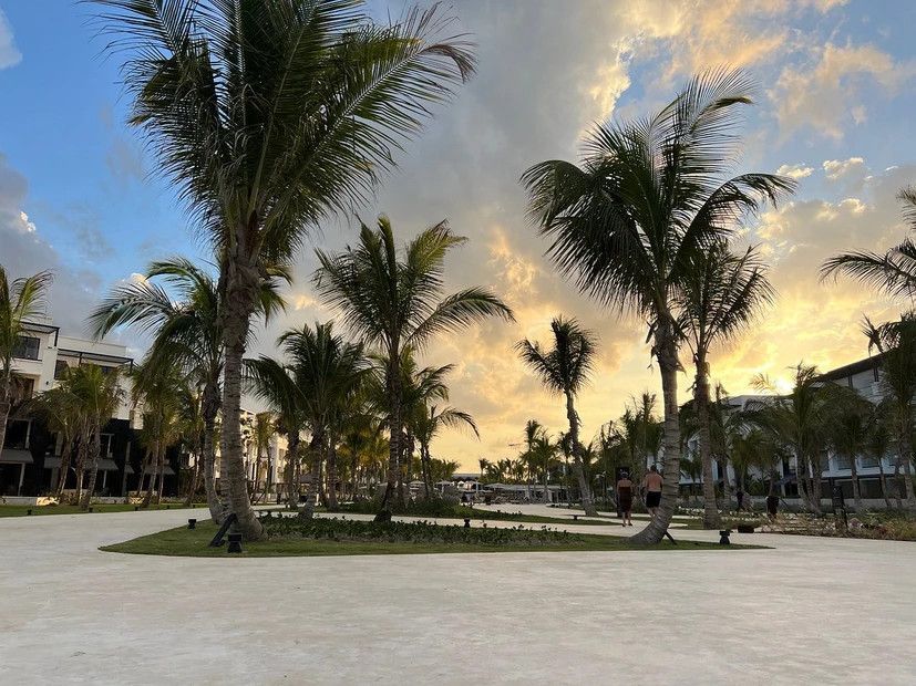 A group of palm trees in a park with a sunset in the background.