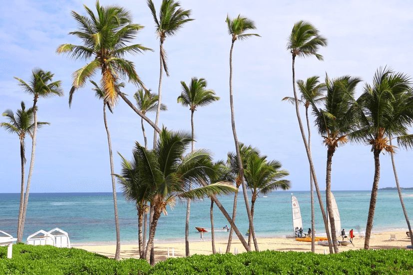 A row of palm trees on a tropical beach