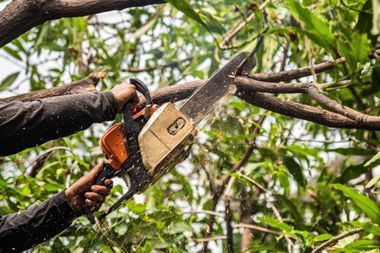 Tree Removal — Pittsburgh, PA — Treasure's Tree Removal