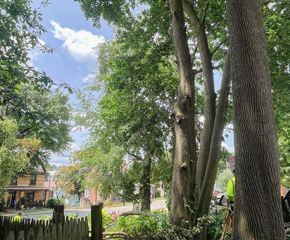 Huge Tree Removal After — Pittsburgh, PA — Treasure's Tree Removal