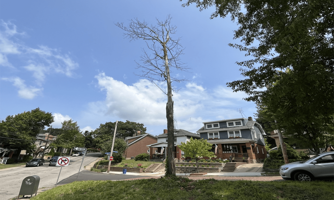 Tree Removal Before — Pittsburgh, PA — Treasure's Tree Removal