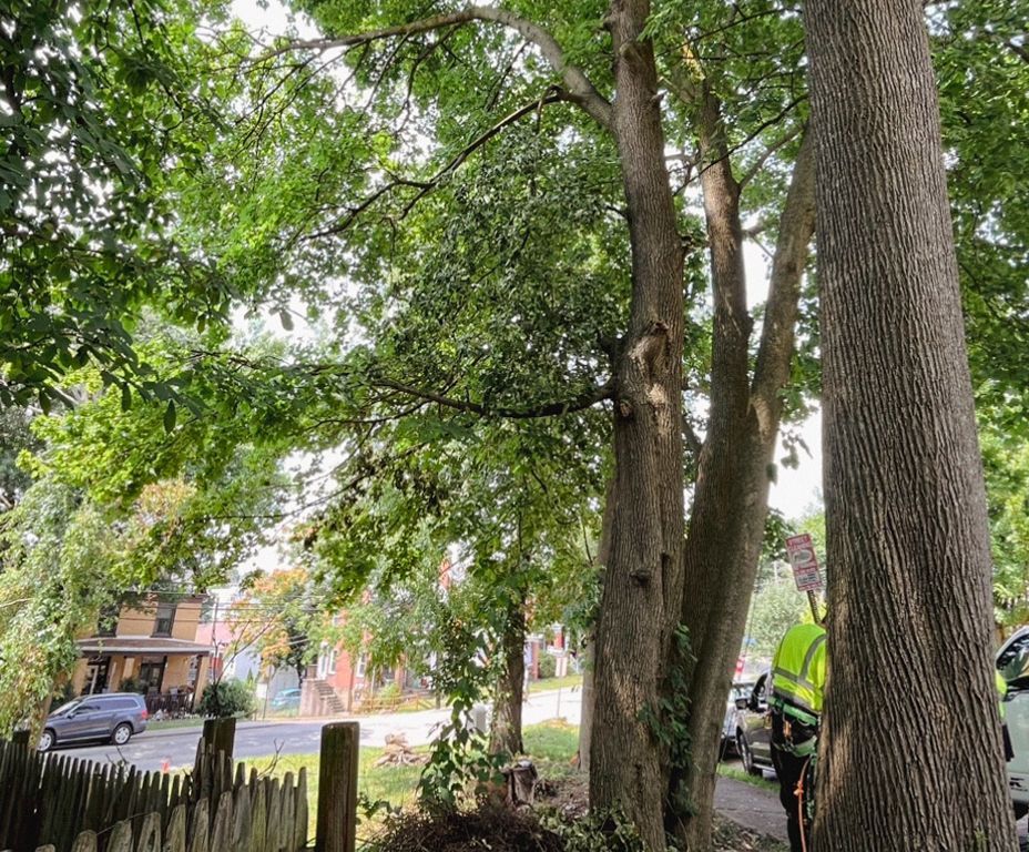 HugeTree Removal Before — Pittsburgh, PA — Treasure's Tree Removal