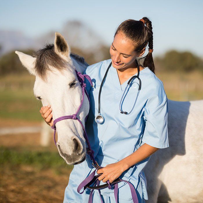 White Horse And Beautiful Veterinarian — Gretna, NE — Gretna Animal Hospital