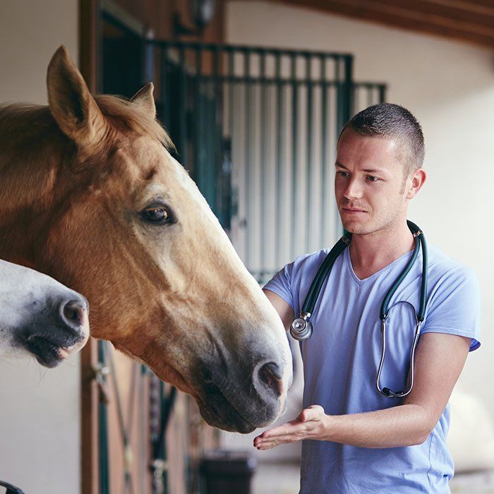 Veterinarian Checking The Horse Condition — Gretna, NE — Gretna Animal Hospital