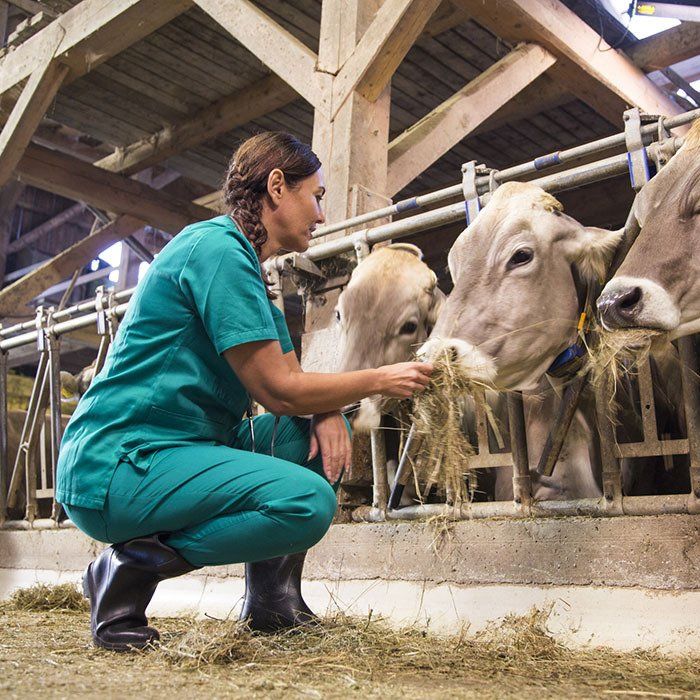 Veterinarian Feeding The Cows — Gretna, NE — Gretna Animal Hospital