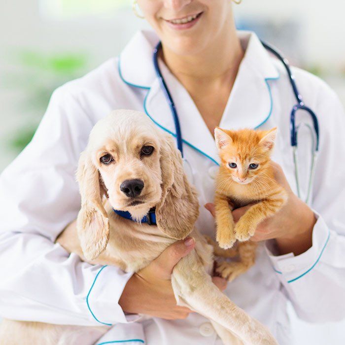 Cute Cat And Dog On Veterinary — Gretna, NE — Gretna Animal Hospital
