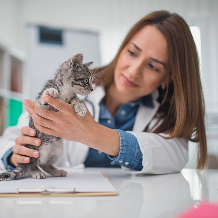 Cute Cat Being Treated By Veterinarian — Gretna, NE — Gretna Animal Hospital