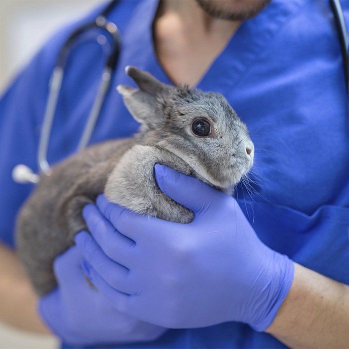 Cute Rabbit — Gretna, NE — Gretna Animal Hospital