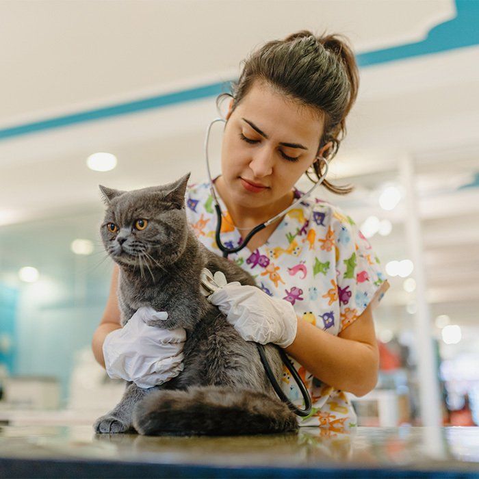 Cat And Veterinarian — Gretna, NE — Gretna Animal Hospital