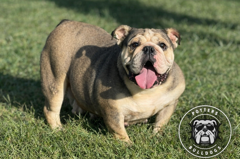 Bulldog standing on grass in sunlight, tongue out, with a logo watermark in the corner