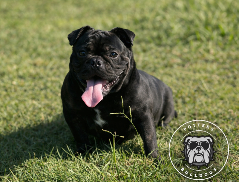 Black pug sitting on grass with tongue out in sunlight, with a Bulldog logo in the corner