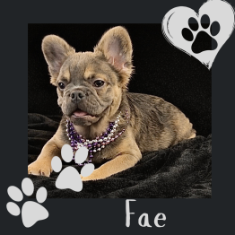 French bulldog puppy on black blanket, wearing purple beads, with paw-print hearts and the name “Fae”