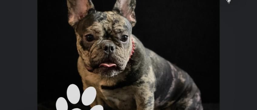 Brindle French Bulldog on a black background, with a paw print in the corner