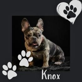 Brindle French bulldog named Knox with paw-print hearts on a dark background