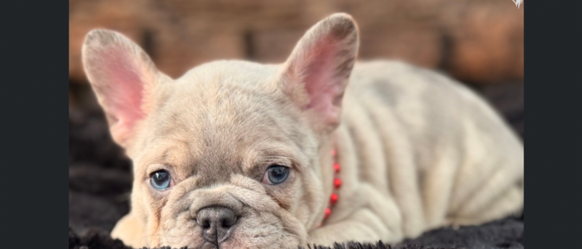 Close-up of a cream-colored French bulldog puppy lying down with alert ears and blue eyes