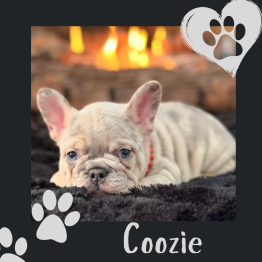 French bulldog puppy lying on a dark blanket, with fireplace glow and heart-shaped paw-print decorations, labeled “Coozie”