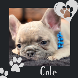 Fawn French bulldog puppy resting on a blanket, with paw-print hearts and the name Cole.