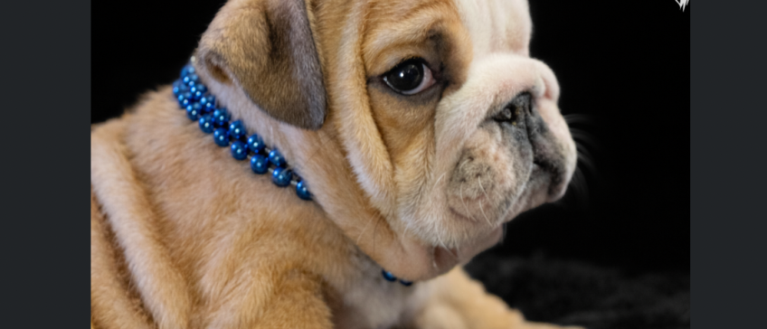 Brown-and-white bulldog wearing a blue beaded collar, looking to the side against a dark background
