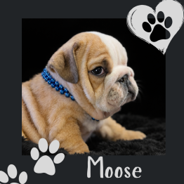 Cute tan bulldog puppy with a blue collar, named Moose, on a black background with paw prints and a heart