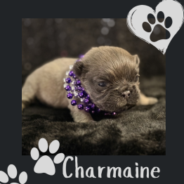 Tiny tan puppy wearing a purple bead necklace on black fur, with paw-print hearts and the name Charmaine.