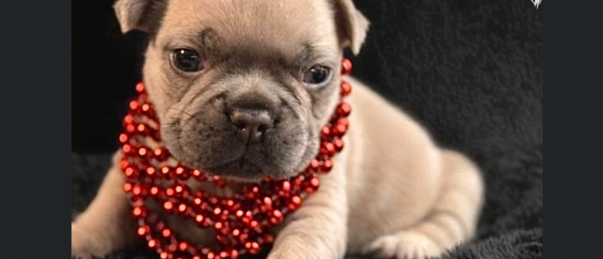 Beige French bulldog puppy wearing a red beaded necklace on a dark background