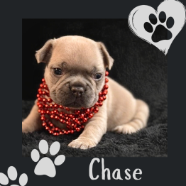 Tan pug puppy wearing red beads on black background with paw prints and the name Chase