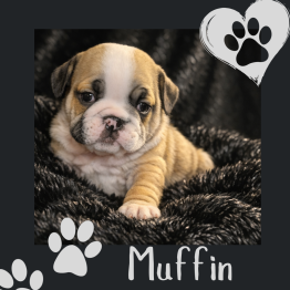Brown-and-white bulldog puppy on a black blanket, with paw prints and the name “Muffin”