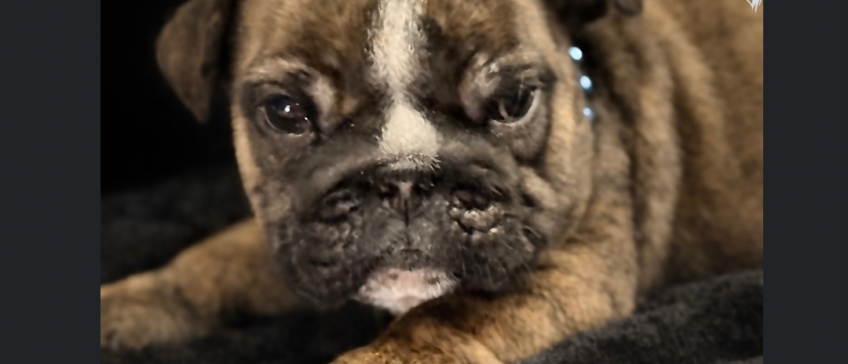 Close-up of a brindle bulldog puppy resting on a dark blanket, looking at the camera