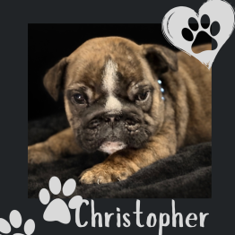 Brown brindle puppy on black blanket with paw-print border and the name “Christopher”