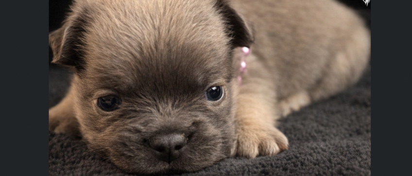 Tiny tan puppy lying on a dark blanket, looking sleepy and close to the camera
