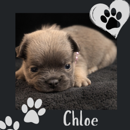 Tan puppy on dark blanket with paw-print hearts and the name Chloe