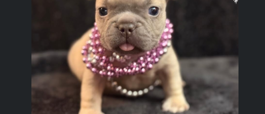Small tan puppy wearing pink pearl necklaces, sitting on a dark background.
