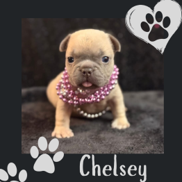 Puppy with pink beaded necklace on dark background, with paw prints and the name 