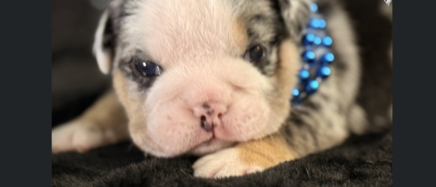 Tiny black-and-white puppy with blue beaded collar lying down on a dark blanket