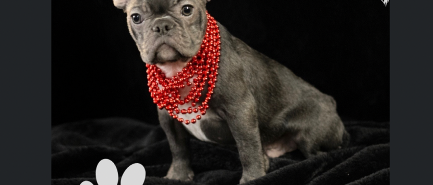 Gray puppy wearing a red beaded scarf, sitting on a black background