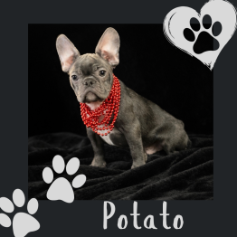 Small gray French bulldog wearing a red bandana, with paw prints and the name “Potato” on a black background.