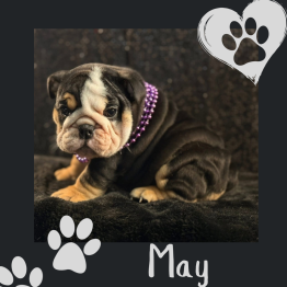 Bulldog puppy with purple beads on a dark background, with paw prints and the word “May”