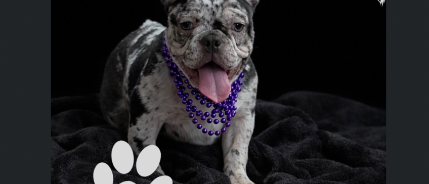 Black-and-gray dog wearing purple beads on a dark blanket, panting with tongue out