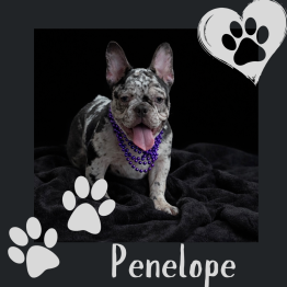 Black-and-white puppy in a purple bead necklace, with paw prints and the name Penelope on a dark background