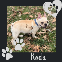 Small cream French bulldog named Koda standing on grass with fallen leaves, wearing a blue collar.