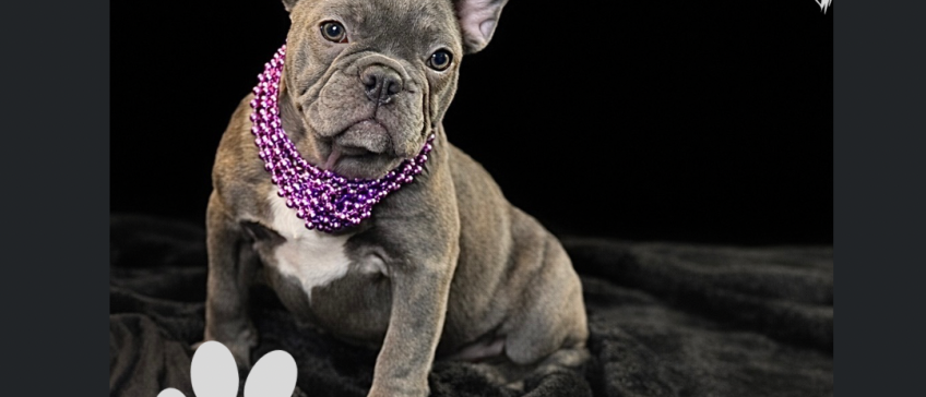 Gray French bulldog wearing a purple polka-dot bandana, sitting against a black background.
