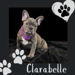 Small gray French Bulldog puppy with purple collar on black blanket, with paw prints and name Clarabelle