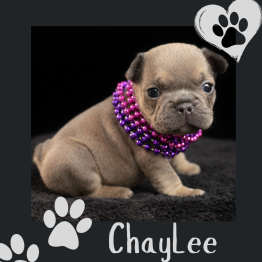 Brown puppy wearing purple beads, sitting on a black background with paw prints and the name Chaylee.