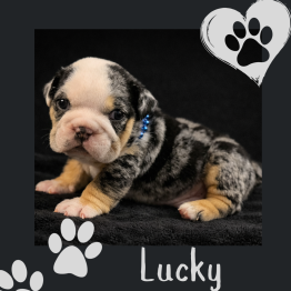 Merle bulldog puppy on black background with paw-print hearts and “Lucky” text